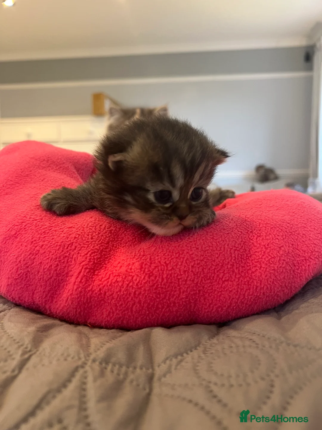 Persian cats for sale: *Last 2* Gorgeous litter of Persians  - Advert 19