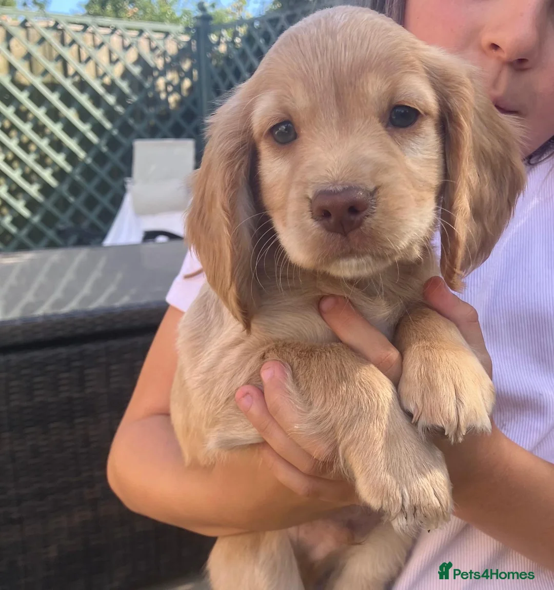 Cocker Spaniel dogs for sale: Working Cocker Spaniel Puppies in Nottingham - Advert 3