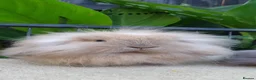 Mini Lion Lop rabbits for sale: Baby rabbits for sale available now - Advert 6