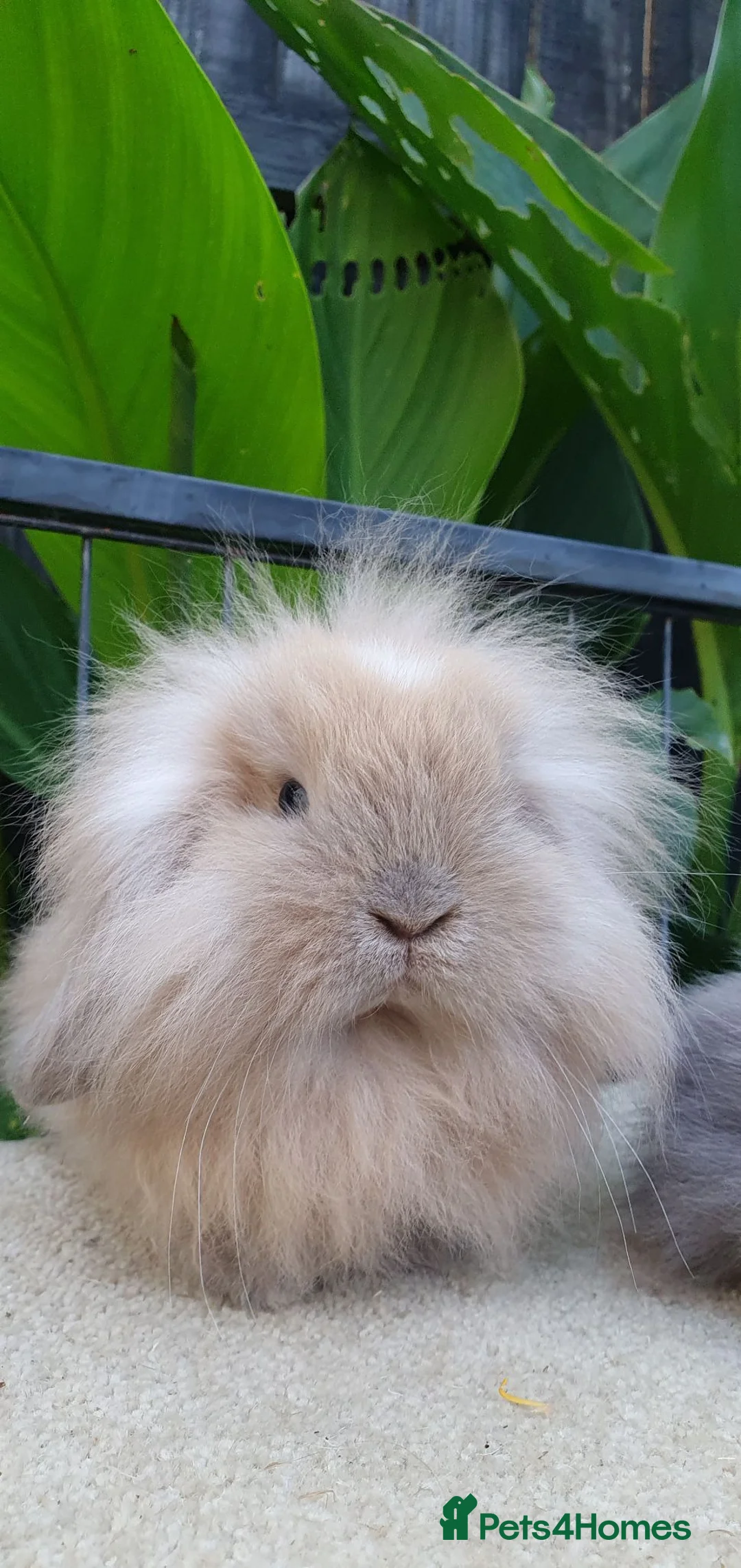 Mini Lion Lop rabbits for sale: Baby rabbits for sale available now - Advert 6