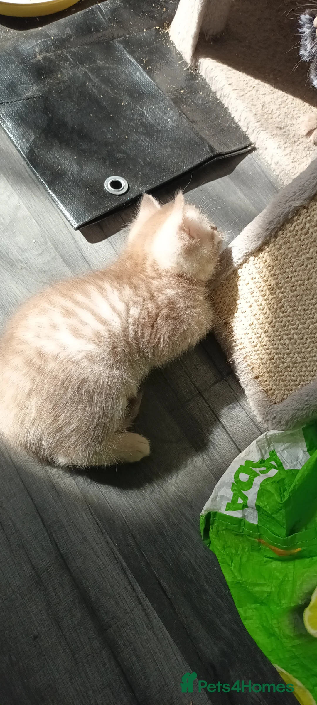 British Shorthair cats for sale: British short hair lilac cinnamon kittens - Advert 1