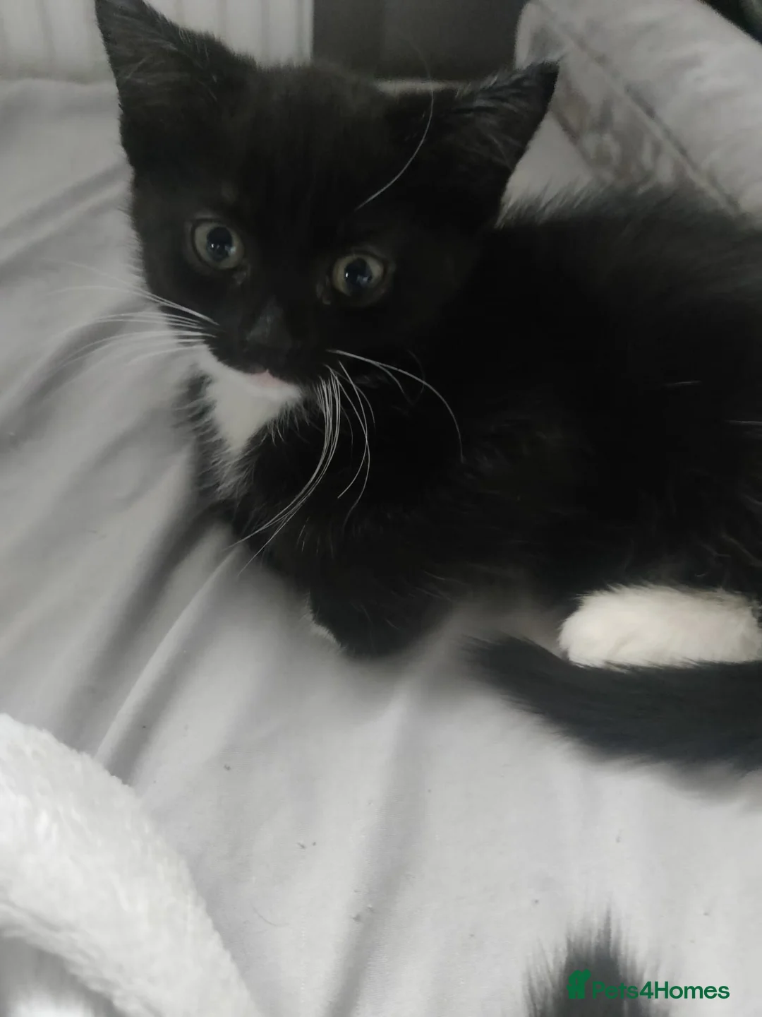 Bombay cats for sale: Bombay Cross! - Advert 11