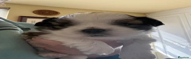Shih Tzu Puppy 1