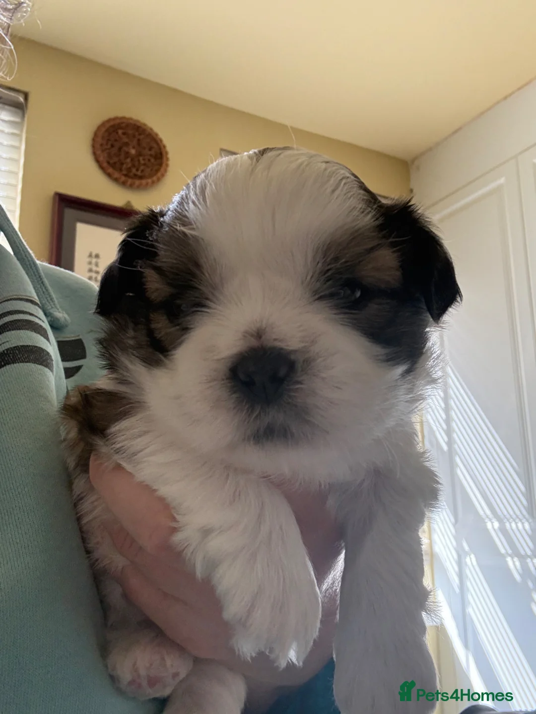 Shih Tzu dogs for sale: Outstanding Shihtzu boy, KC Reg Rocky Phoenix - Advert 1