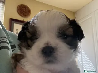 Shih Tzu dogs Outstanding Shihtzu boy, KC Reg Rocky Phoenix - Advert 4