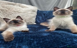 Ragdoll cats for sale: 4 Gorgeous Ragdoll Kittens **Ready to go now** - Image 4