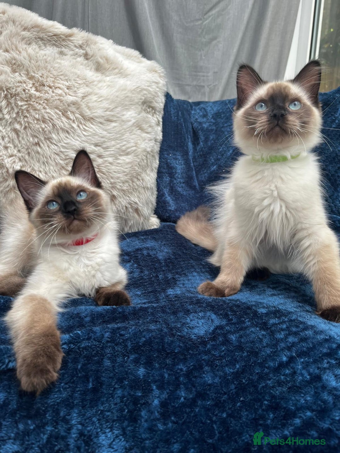 Ragdoll cats for sale: 4 Gorgeous Ragdoll Kittens **Ready to go now** - Image 4