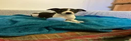 Whippet dogs for sale: Whippet  - Advert 7