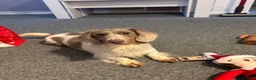 Miniature Dachshund dogs for sale: Beautiful rare piebald miniature dachshund puppies - Advert 3