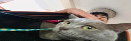British Shorthair cats for sale: British Shorthair X Bengal (1yo) in Derby - Advert 6