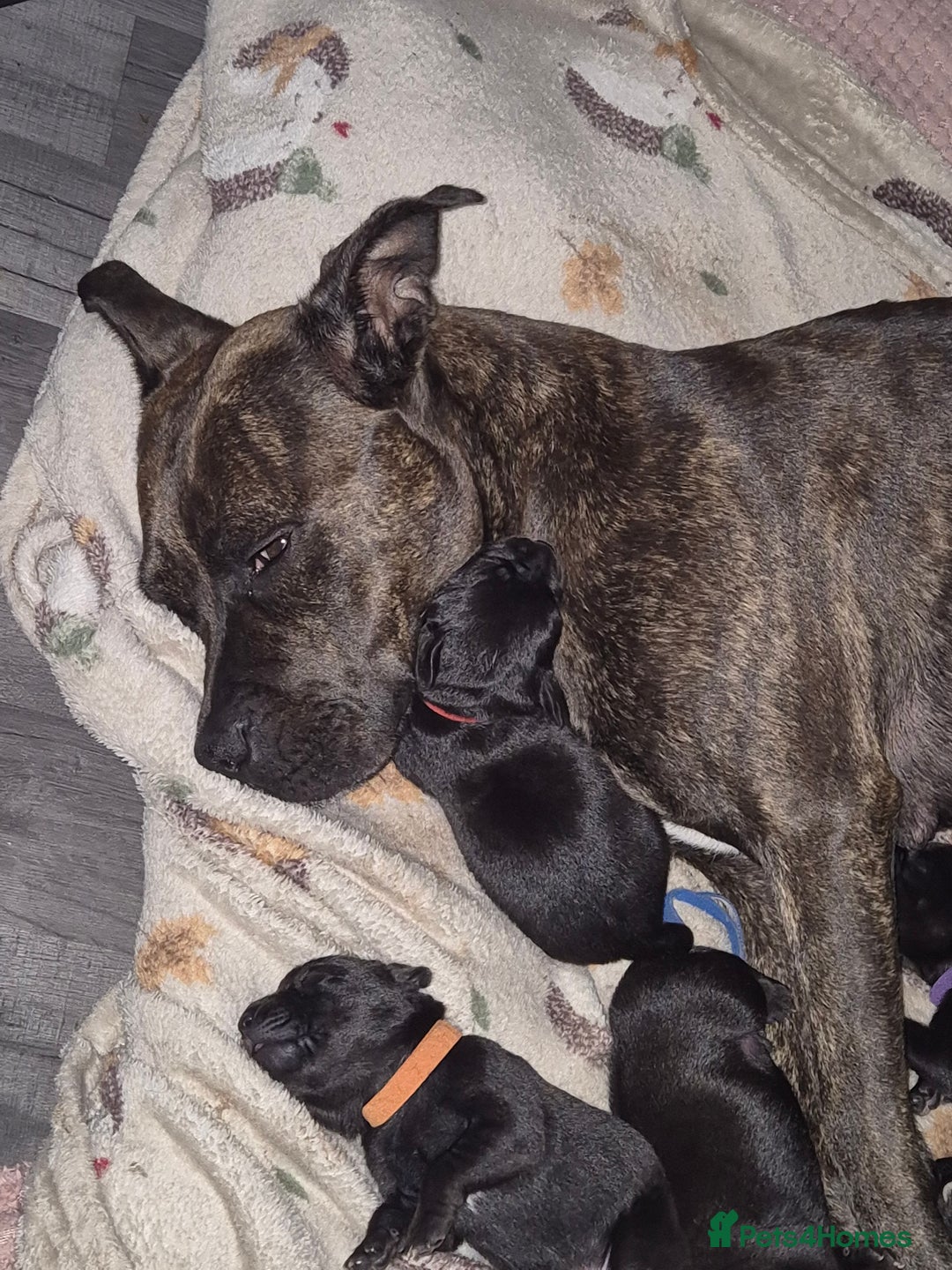 Mixed Breed dogs for sale: Staffador Puppies for sale - Advert 6