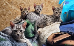Bengal cats for sale: Bengal cross kittens - Image 1