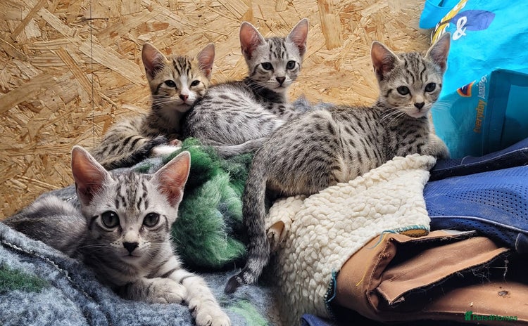 Bengal cats - Advert 1