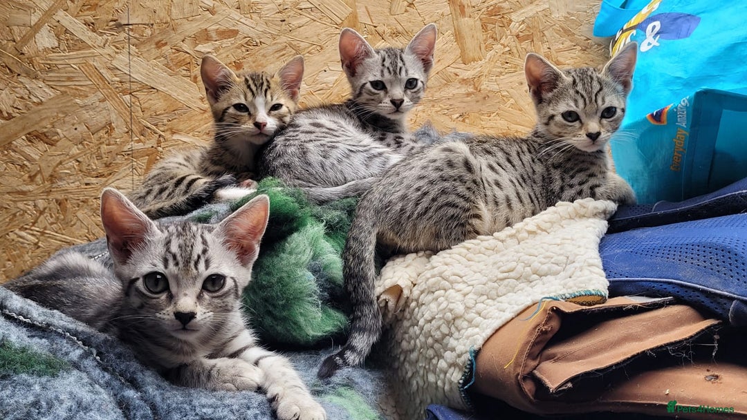 Bengal cats for sale: Bengal cross kittens - Image 1