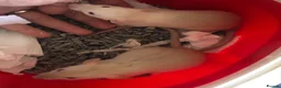 Rat rodents for sale: Baby dumbo rats - Advert 2