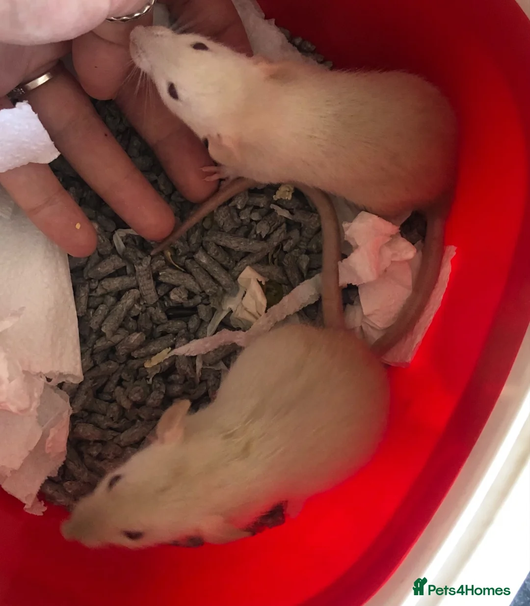 Rat rodents for sale: Baby dumbo rats - Advert 2