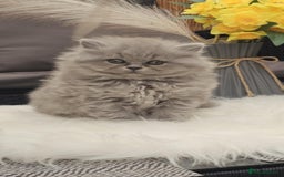 British Longhair cats for sale: GCCF Longhair Show Quality Champion! - Image 5