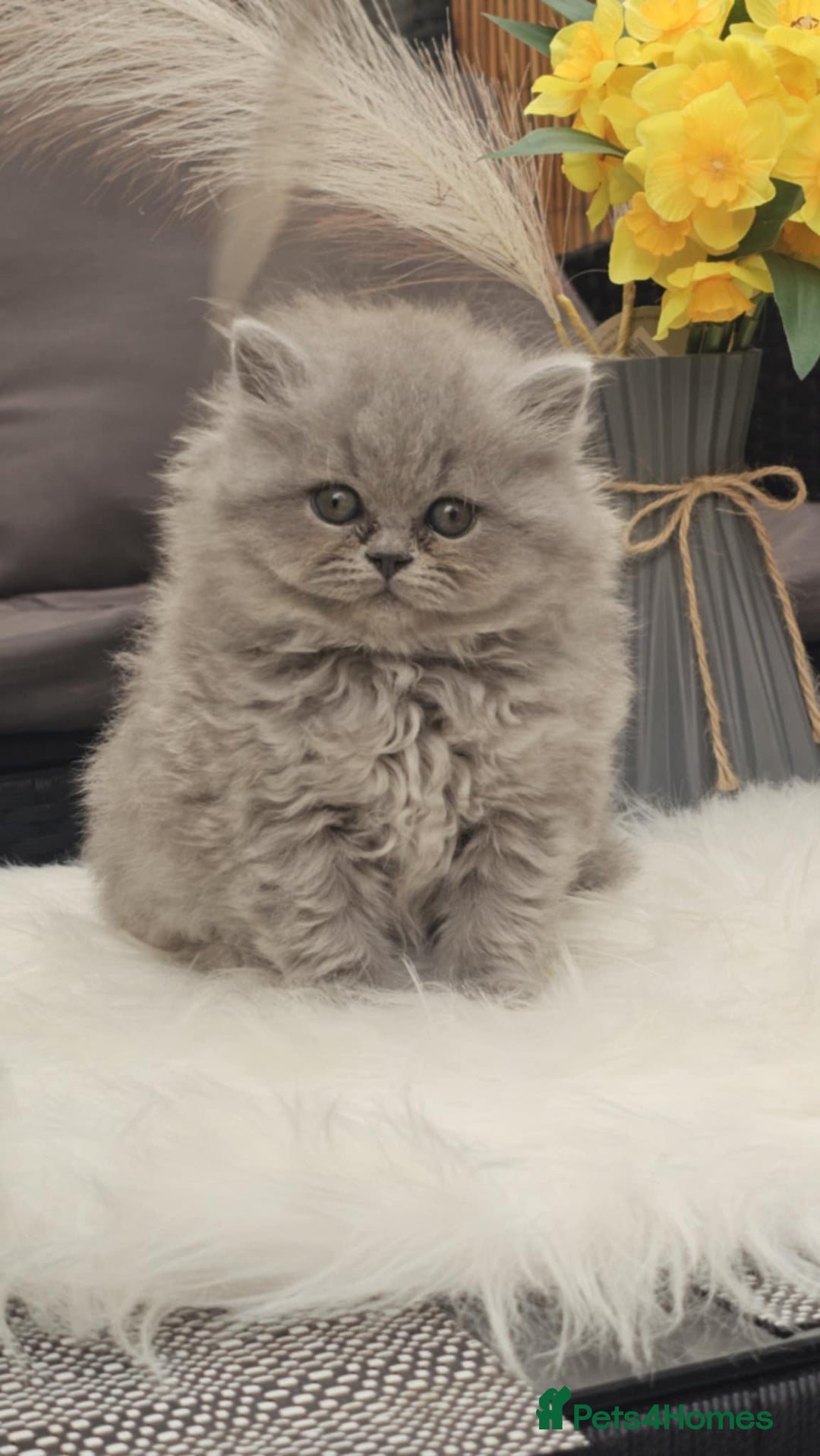 British Longhair cats for sale: GCCF Longhair Show Quality Champion! - Image 5