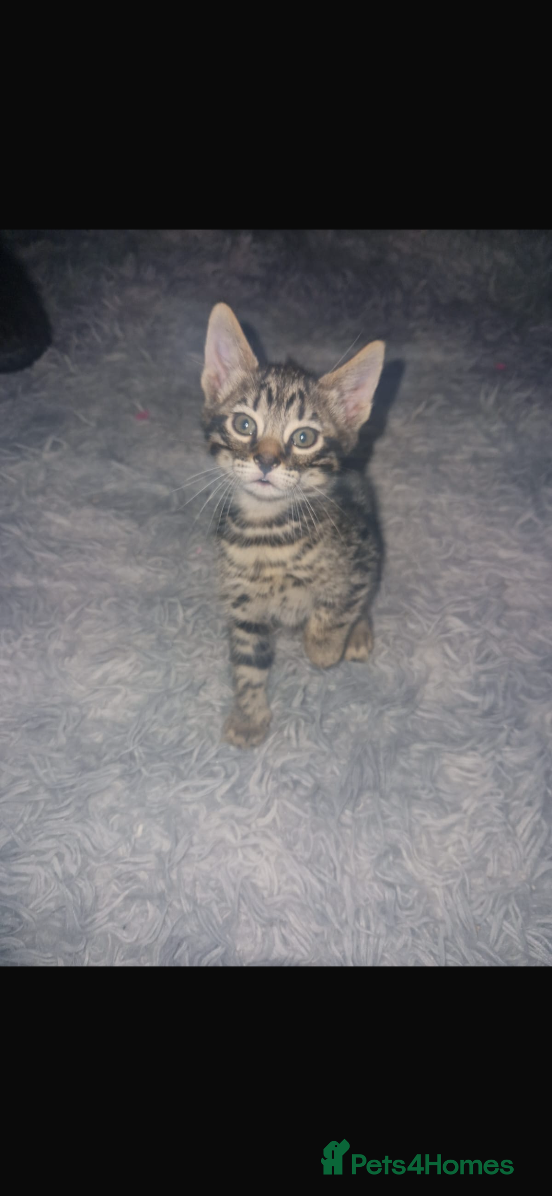Savannah cats for sale: Savannah Cross Kittens - Advert 10