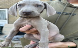 Weimaraner dogs for sale: (3 remaining!) 8 Stunning KC 🩷&💙 Weimaraner pups in Thetford - Image 20