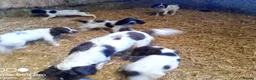 English Springer Spaniel dogs for sale: Springer spaniel pubs  in Tarporley - Advert 4