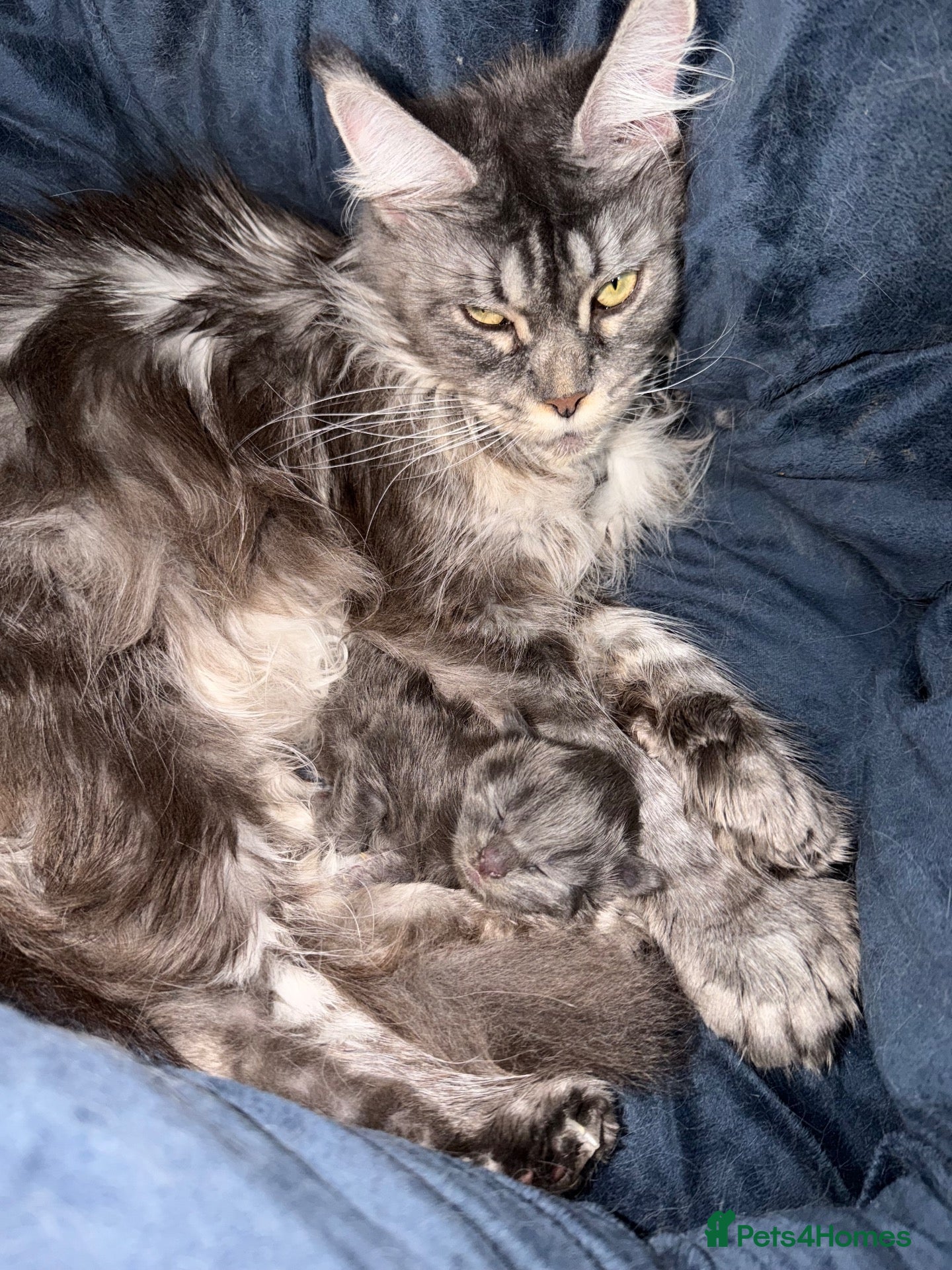 Maine Coon cats Maine Coon polydactyl  boy - Advert 1
