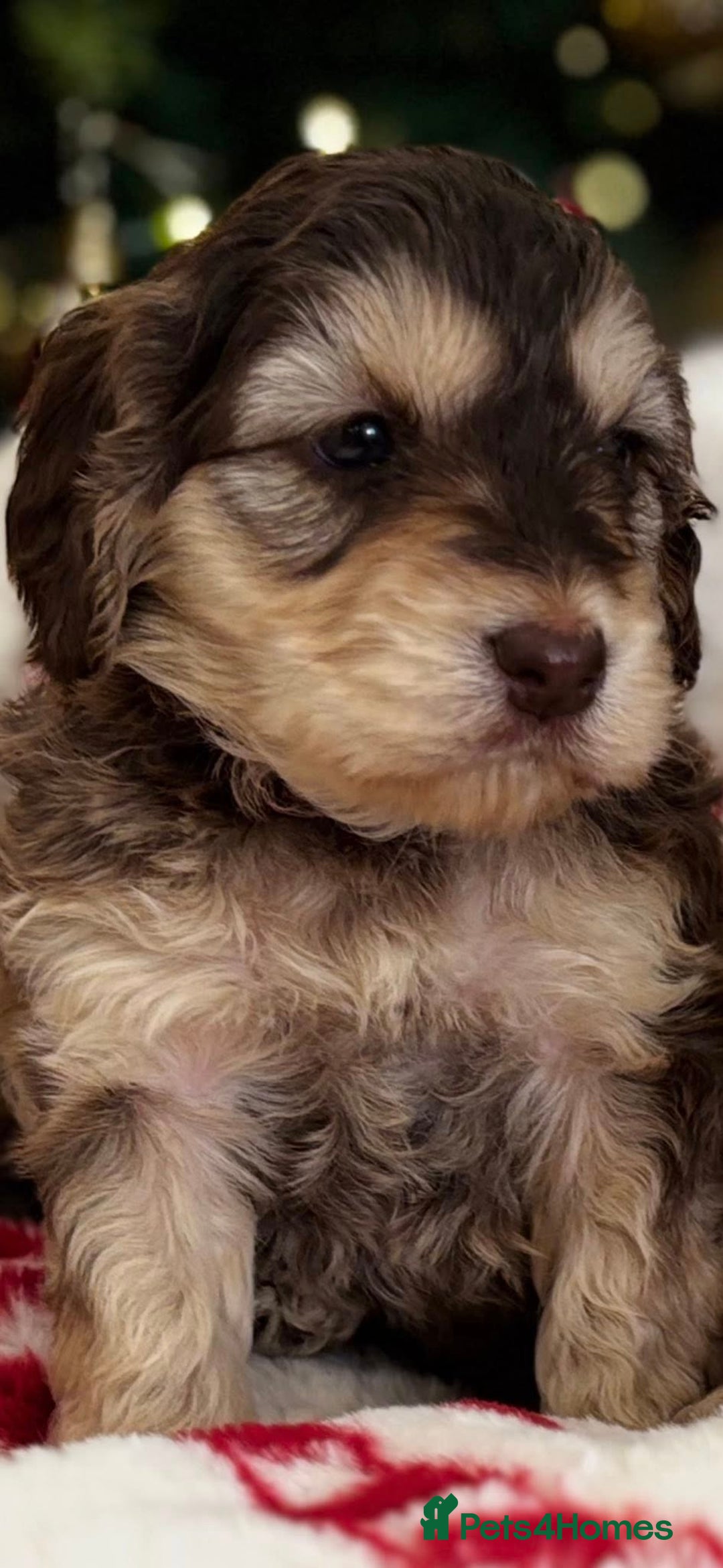 Cockapoo dogs for sale: F1 Chocolate and Tan Girl 5 star full health tests - Advert 2