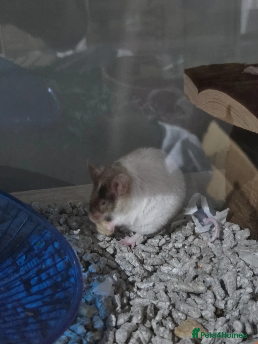 Mouse rodents for sale: Female mouse tri colour - Advert 1
