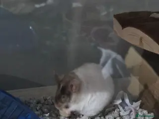 Mouse rodents Female mouse tri colour - Advert 2