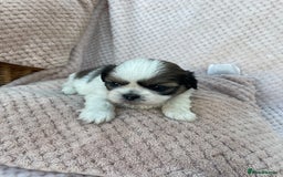 Mixed Breed dogs for sale: Lhasa apso cross shihtzu puppies. - Advert 30