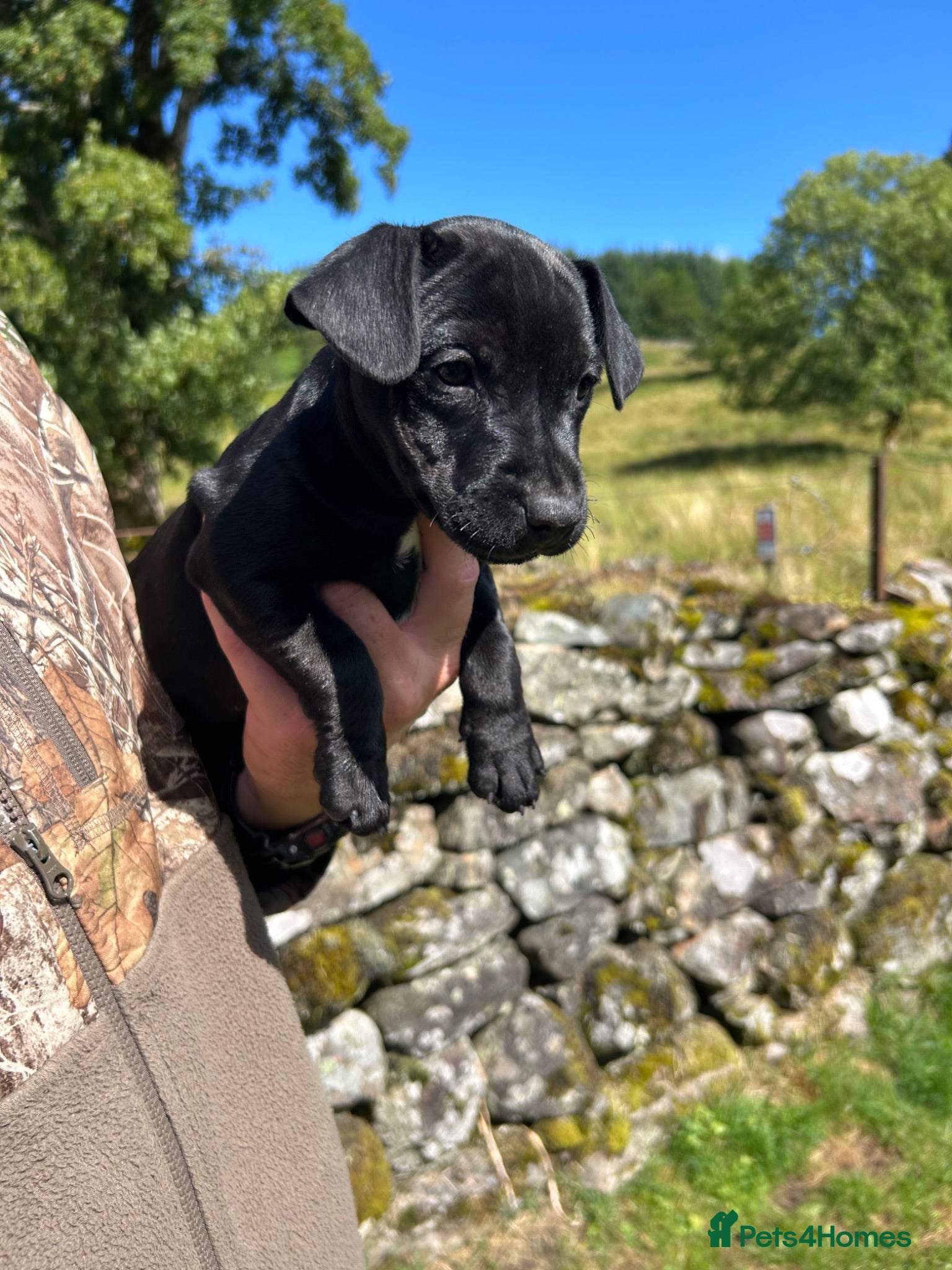 Patterdale Terrier dogs Gorgeous Female Patterdale Terrier Puppy - Advert 2