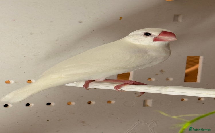 Finches birds - Advert 3