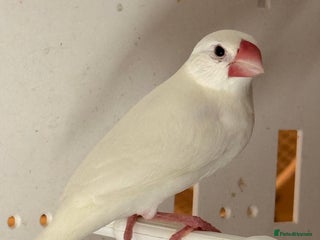 Finches birds for sale - Advert 2