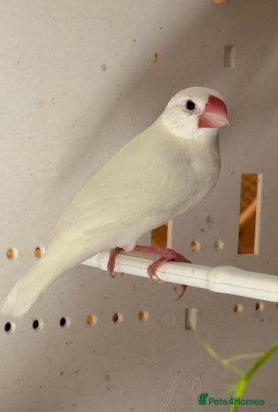 Finches birds - Advert 1