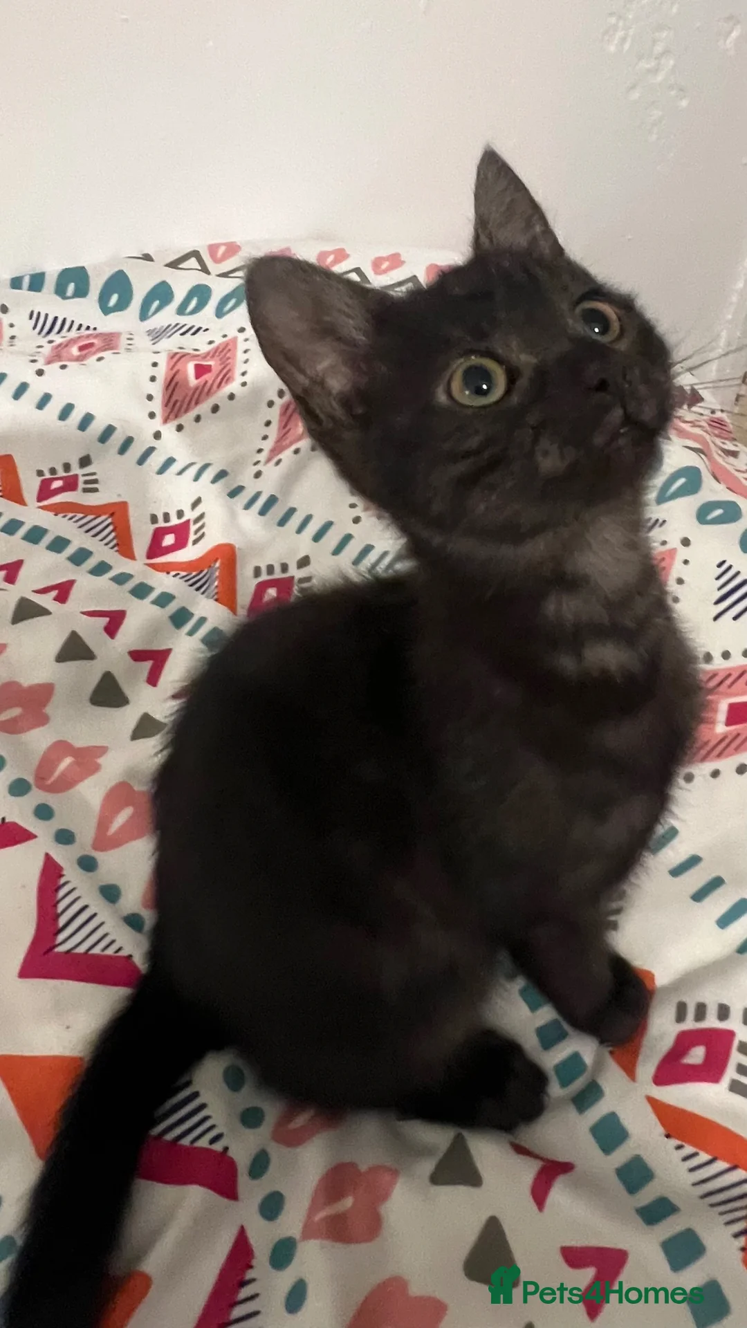 Mixed Breed cats for sale: 1 Black kitten ready for her new home Macclesfield - Advert 1