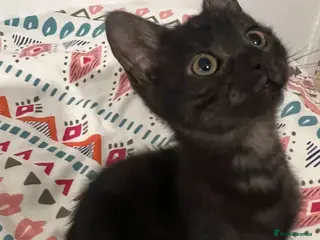Mixed Breed cats 1 Black kitten ready for her new home Macclesfield - Advert 4