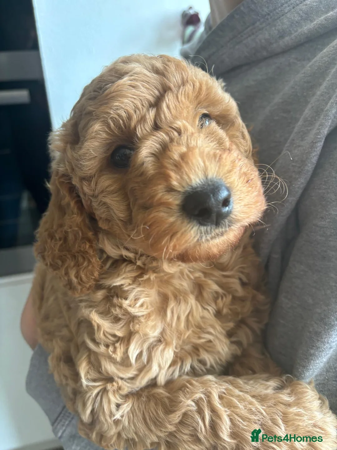 Toy Poodle dogs for stud: Beautiful Red Toy Poodle for Stud in Motherwell - Advert 19