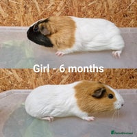Guinea Pig rodents - Advert 2