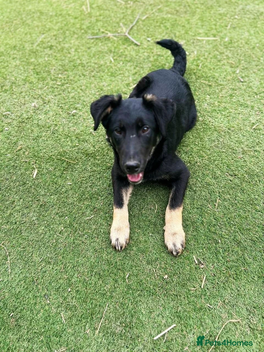 Mixed Breed dogs for adoption: Barker - Advert 2