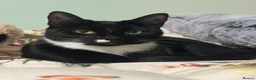 Mixed Breed cats for sale: Kittens  - Advert 10