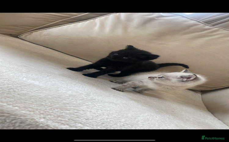 Mixed Breed cats - Advert 7