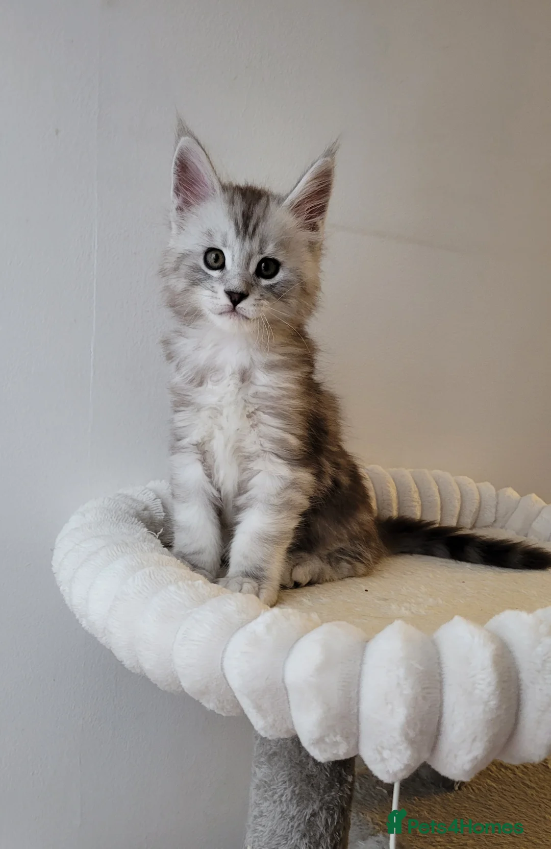 Maine Coon cats for sale: Tica registered Maine coon kittens  - Advert 9