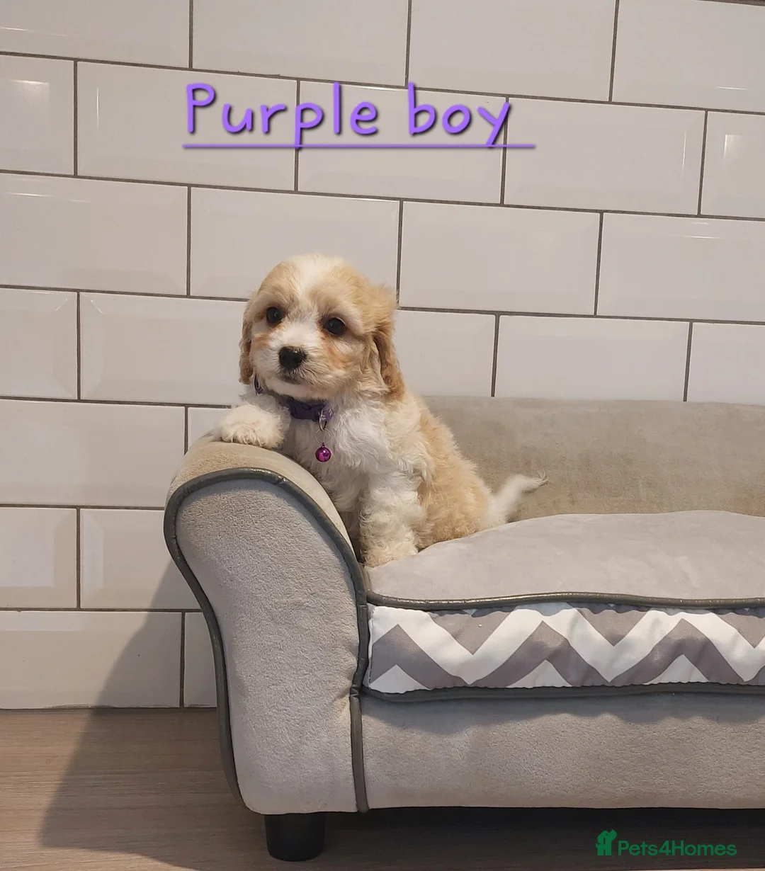Cavachon dogs for sale: F1 Cavachon puppies - Advert 4