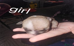 American Bully dogs for sale: Pocket bully - Image 5
