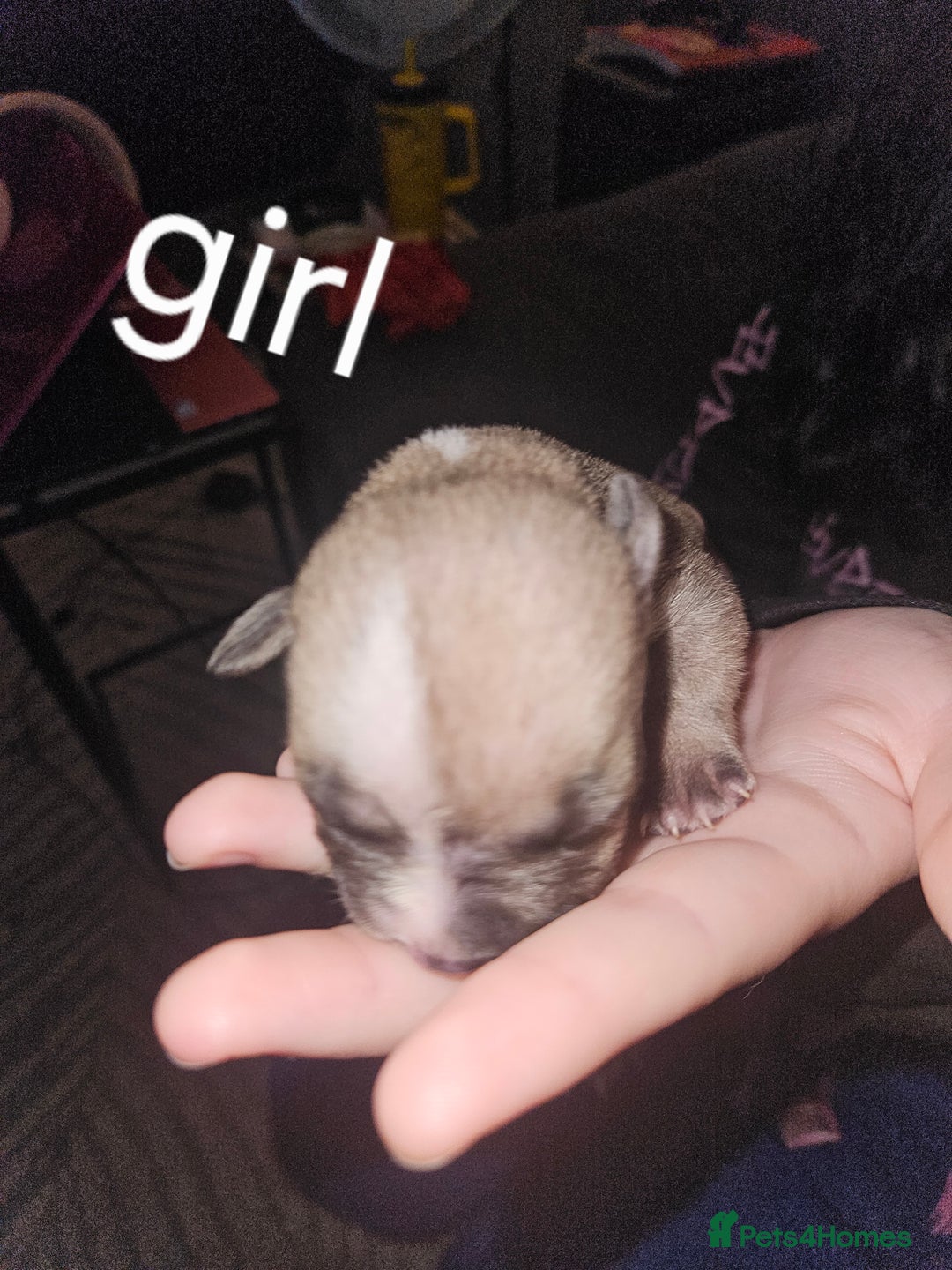 American Bully dogs for sale: Pocket bully - Image 5