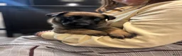 German Shepherd dogs for sale: 2 MALES LEFT German Shepherd puppies - Advert 10