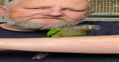 Conures birds - Advert 6