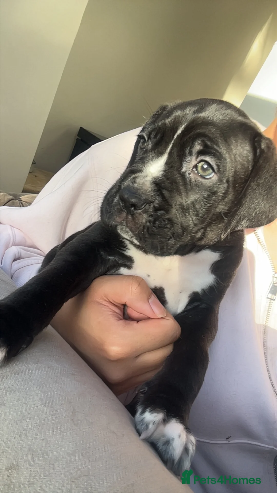 Cane Corso dogs for sale: Cane Corso Puppies – Lion Crown Kennel - Advert 2