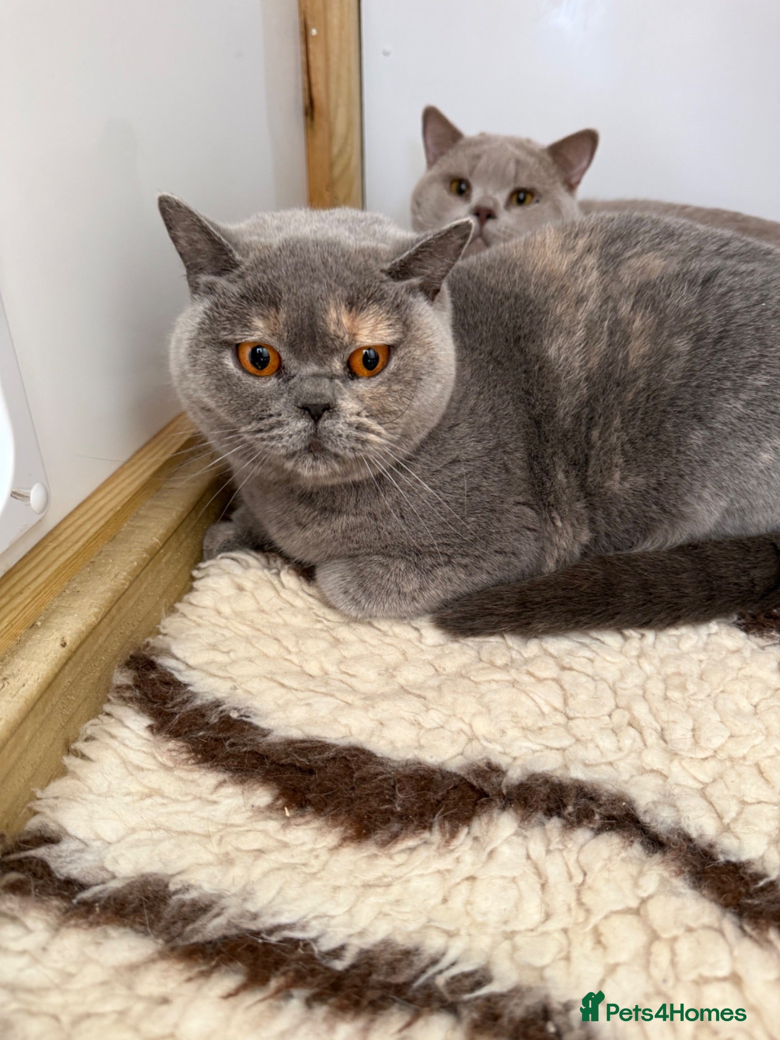 British Shorthair cats British shorthair  - Advert 1