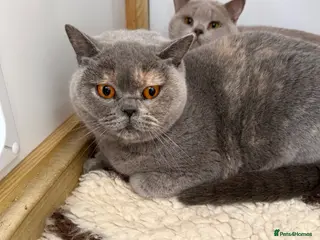 British Shorthair cats for sale: British shorthair - Advert 2